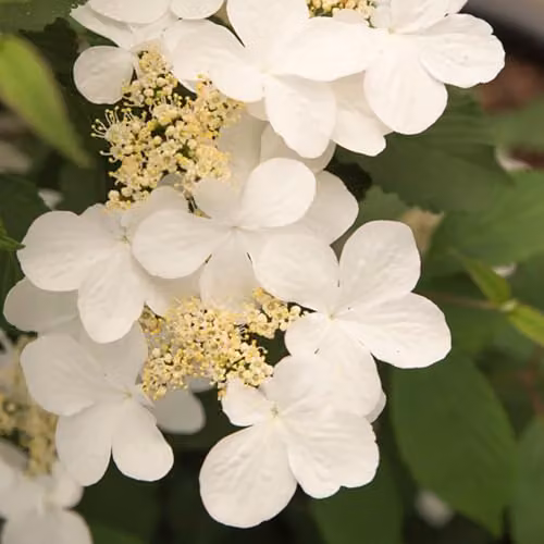 YouGarden Viburnum plicatum Kilimanjaro Sunrise Ornamental Shrub in 3L Pot – 5