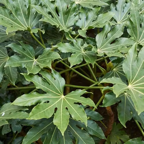 YouGarden Fatsia Japonica Japanese Aralia Evergreen Ornamental Shrub, Height: 40 cm, Pot Size: 17 cm