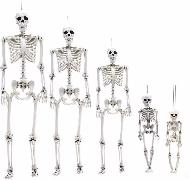 NESTLUNE Realistic White Full Body Human Skeleton Halloween Prop, Height: 157 cm – 1