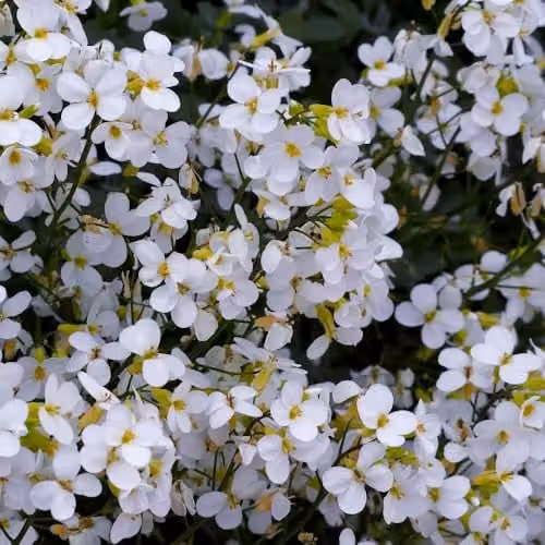 Thompson & Morgan Arabis Caucasica Snowcap White Flowering Hardy Perennial Ground Cover Plant, 2 x 9cm Pots – 1