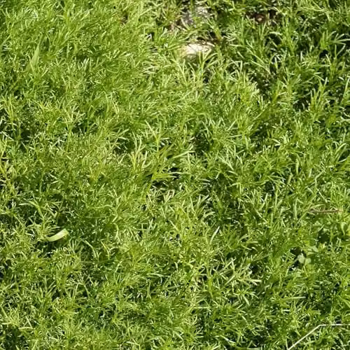 Marshalls Garden Chamomile Treneague Matricaria chamomilla Perennial Herb for Lawns, 3 x 9cm Plants