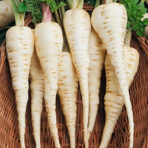 Unwins Parsnip Gladiator Vegetable Seeds – 1