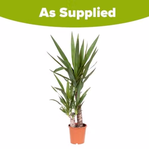 YouGarden Yucca 2 Stem Green Indoor Houseplant in 17cm Pot, Height: 70 cm – 2