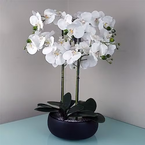 Leaf Design UK Realistic Artificial Orchid Flower Display in White or Black Ceramic Pot, H 60 cm x W 40 cm x D 40 cm – 1