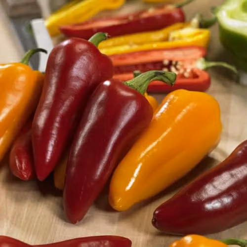 Thompson & Morgan Pillar Sweet Trio F1 Compact Mini Sweet Pepper Seeds, Red, Orange and Yellow, 1x Seed Packet