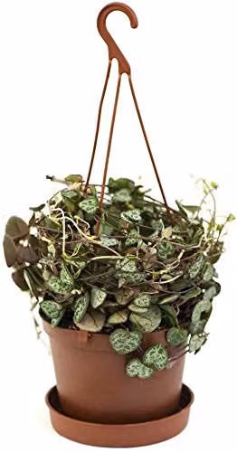 Thompson and Morgan String of Hearts Ceropegia Woodii Indoor Trailing House Plants, Set of 2 in 10cm Hanging Baskets – 7