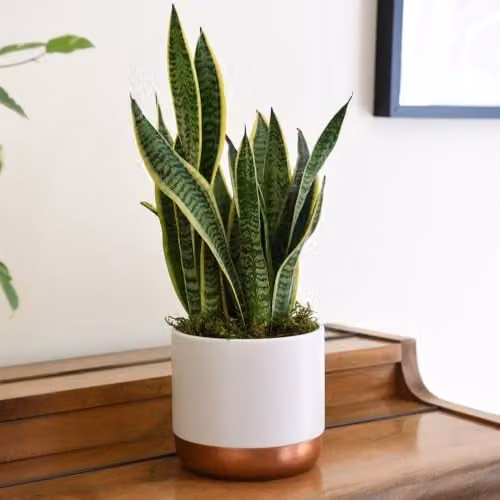 Thompson & Morgan Sansevieria trifasciata Mother-in-Law's Tongue Succulent Plant with Gold Variegated Edges in a 19cm Pot – 1