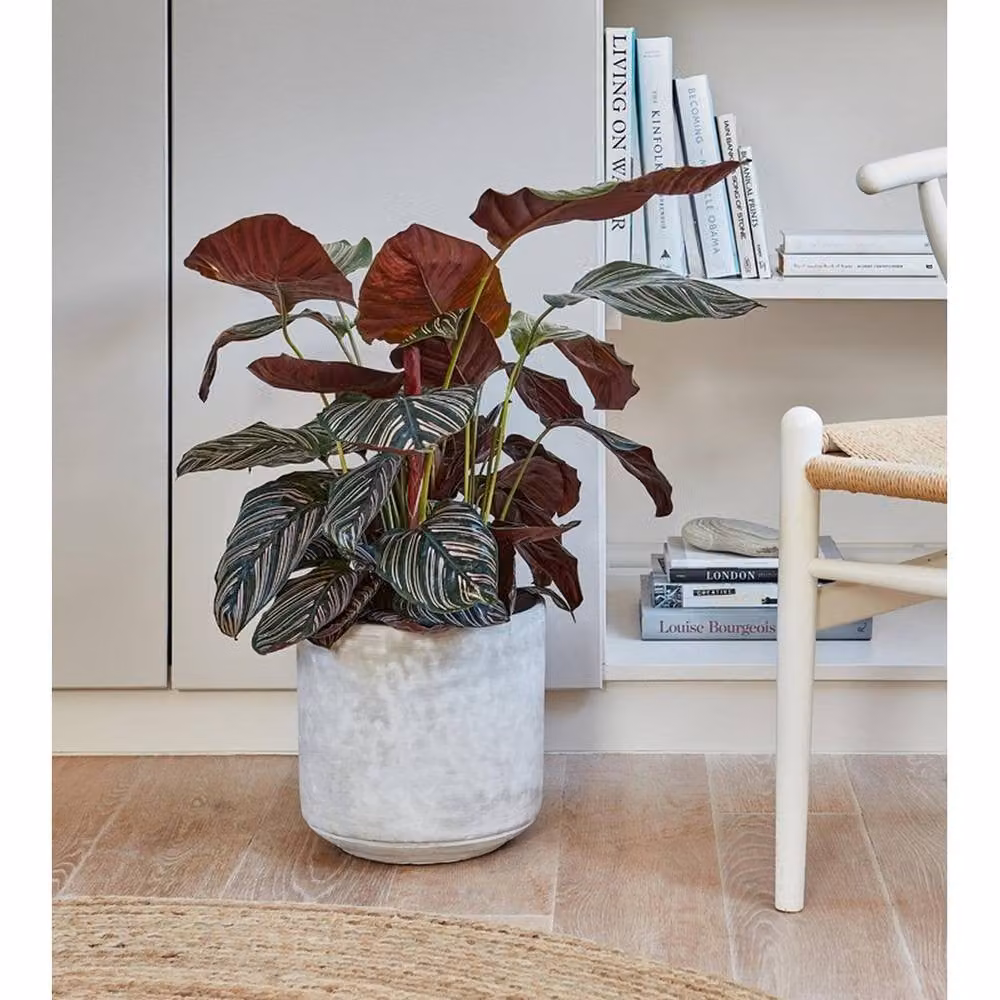 Lemon Pavilion Furniture and Decor Tivoli Round Concrete Planter, Grey, W: 26 cm, D: 26 cm, H: 25 cm – 3