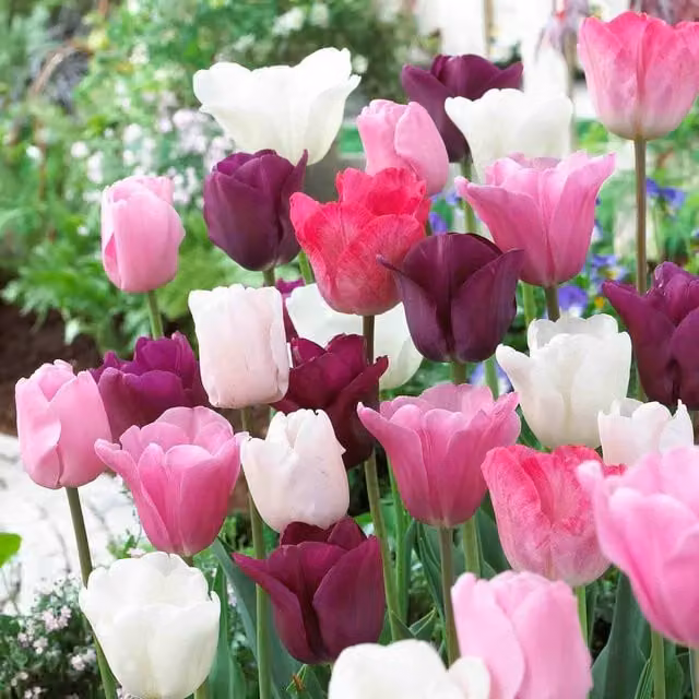 Marshalls Garden Tulip Flower Power Bulbs in Pink, White, Beige and Multicolour