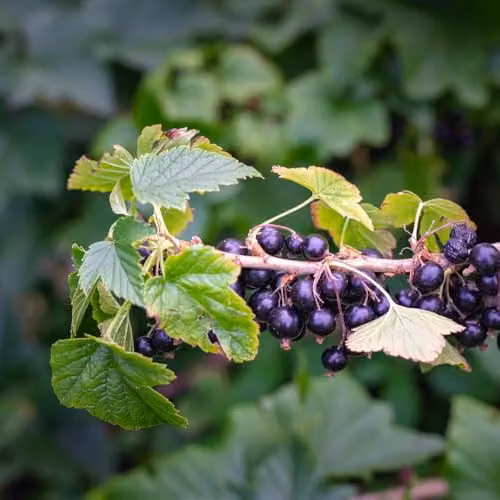 Thompson and Morgan Blackcurrant Ribes Ben Sarek Berry Bush, 1 x 2 Litre Pot – 3