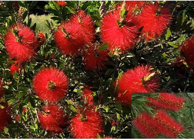 Direct Plants Callistemon Citrinus Red Bottle Brush Evergreen Ornamental Garden Shrub, Pack of 3