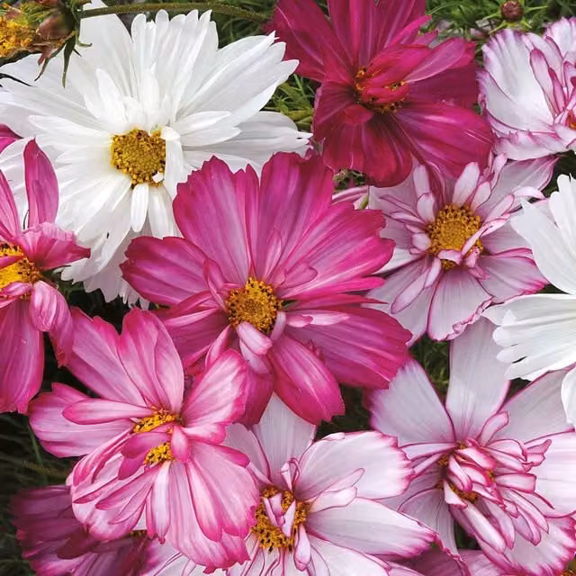 Unwins Cosmos Razzmatazz Flower Seeds, Pink and Green