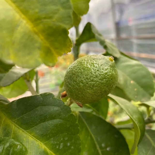 Plants By Post Mini Lemon Citrus Fruit Tree, Green and Yellow with White Flowers