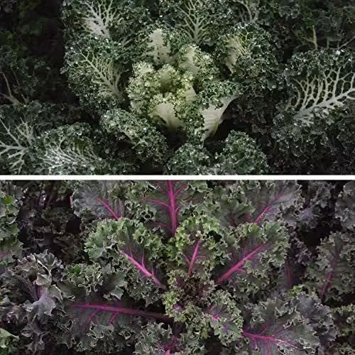 Thompson and Morgan Kale Duo Mix Vegetable Seeds, 2 Packets of 20 Seeds Each, Multicolour Green and Purple