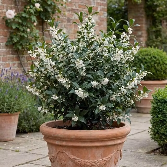 Plants By Post Osmanthus Delavayi Fragrant Evergreen Ornamental Shrub, Green and White, 3L Pot