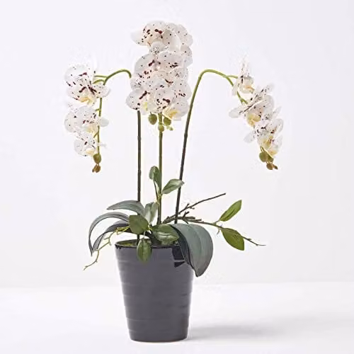 Homescapes Artificial White Phalaenopsis Orchid in Black Ceramic Pot, Height: 56 cm – 1