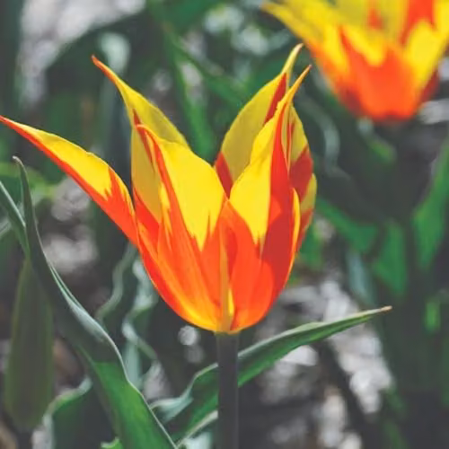 Thompson & Morgan Tulip Fire Wings Red and Yellow Spring Bulbs, 8 Bulbs