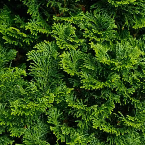 Thompson & Morgan Chamaecyparis obtusa Nana Gracilis Dwarf Hinoki Cypress Evergreen Conifer Shrub, Green, 7.5 Litre Pot