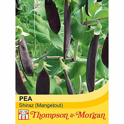 Thompson and Morgan Mangetout Shiraz Hardy Annual Purple Vegetable Seeds (100 Seeds) – 2