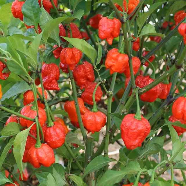 Marshalls Garden Armageddon Extra-Hot Hybrid Red Chilli Pepper Seeds