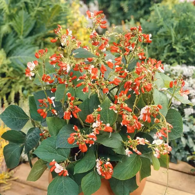 Unwins Hestia Dwarf Runner Bean Seeds, Green