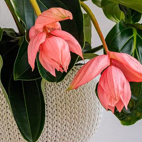 Thompson and Morgan Medinilla Magnifica Flamenco Flowering Indoor Tropical Plant with 17cm Pot, Pink – 5