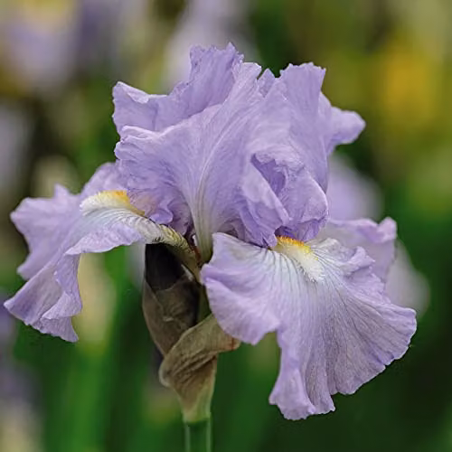 Thompson and Morgan Iris Re-Blooming Victoria Falls Hardy Perennial Flowering Garden Plant, 1x Bare Root, Blue and Purple – 1
