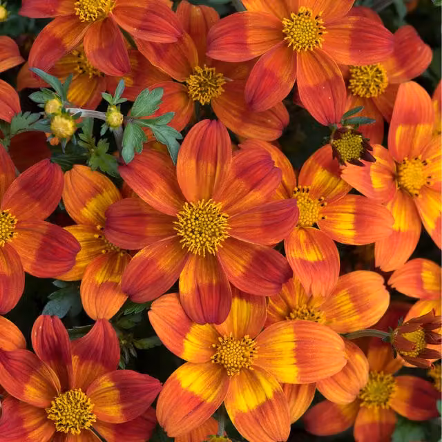 Plants By Post Bidens Bee Happy Red and Orange Bedding Plants, Pack of 3, 9cm Pots