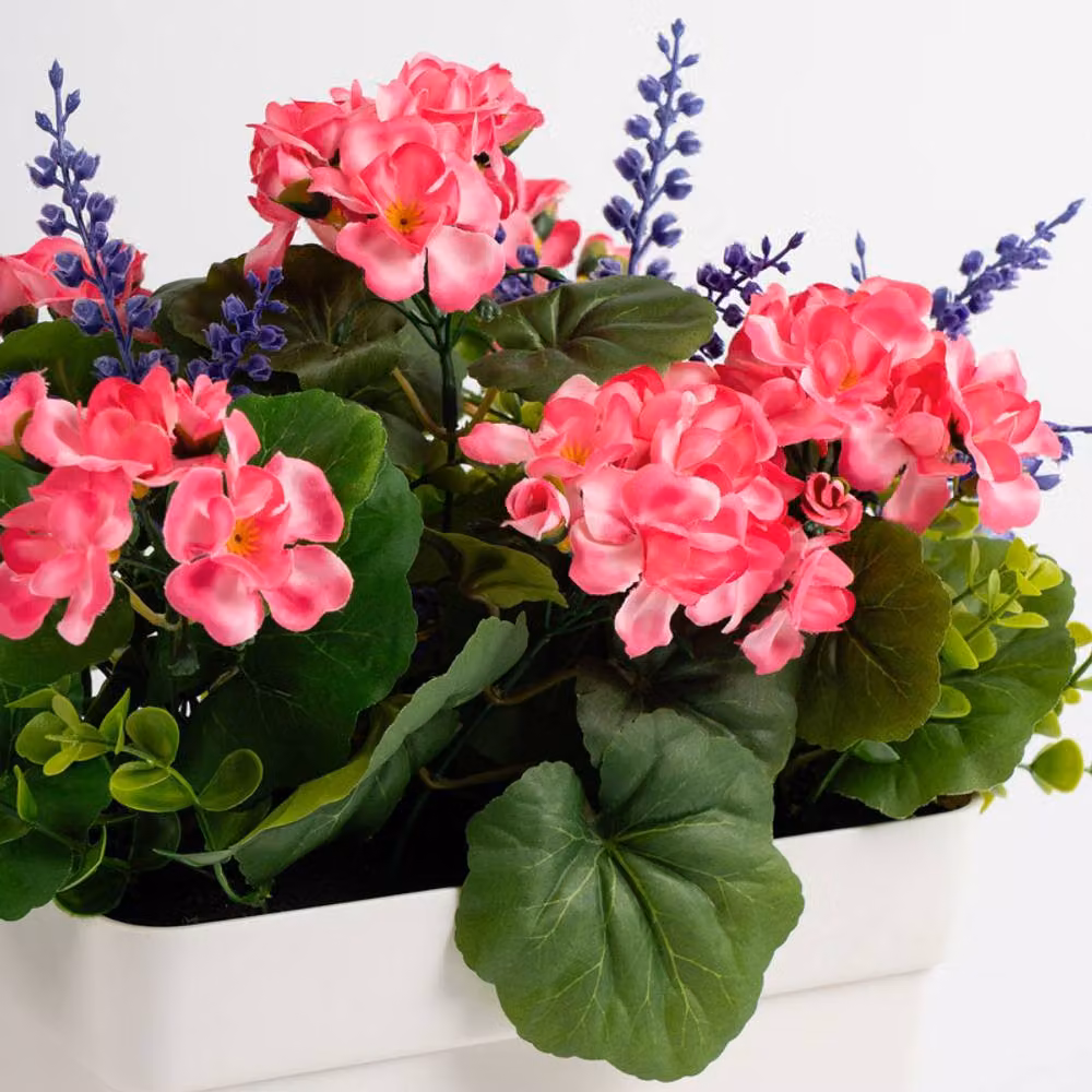 Scottish Everlastings Ltd Pink Geranium in a White Rectangular Tabletop Trough – 2
