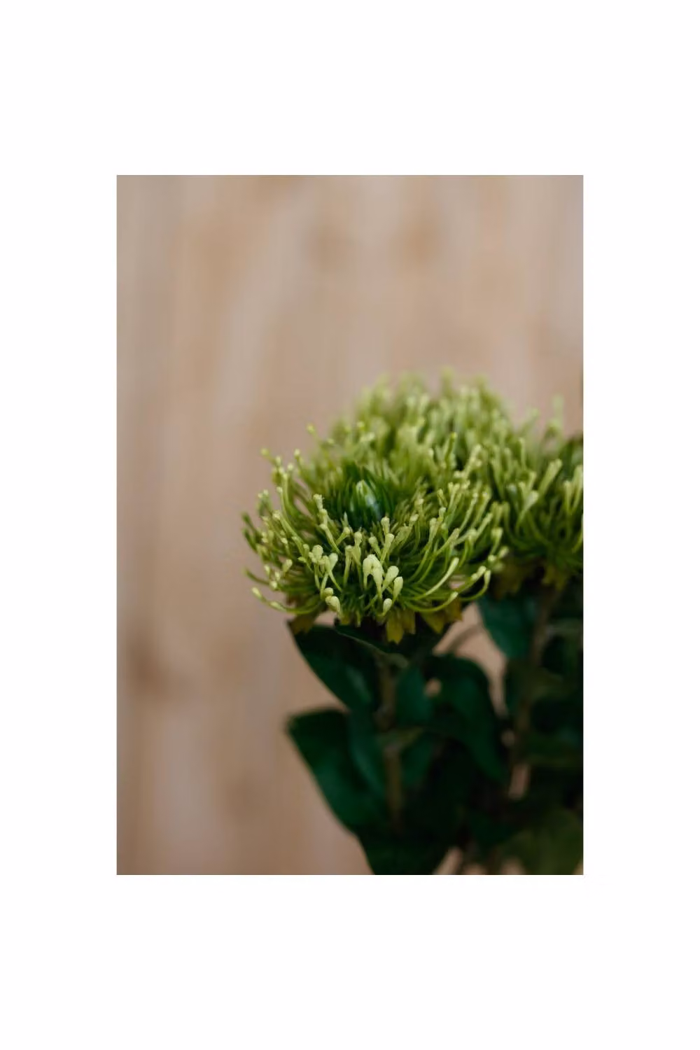 KDMD Green Protea Lorea Faux Floral Stem – 2