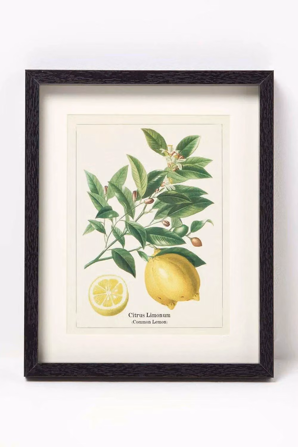 Homescapes Set of 3 Multicolour Botanical Wall Decoration Frames with Floral Illustrations – 2