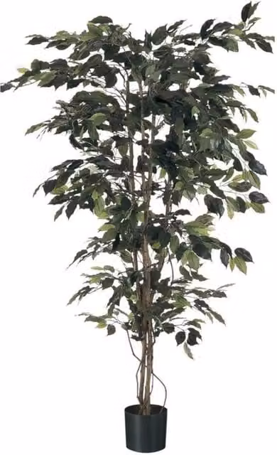 KDMD Green Fiscus Potted Tree, 7ft