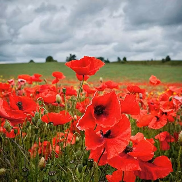 Thompson and Morgan Red Poppy Rhoeas Flower Seeds, 1 Packet