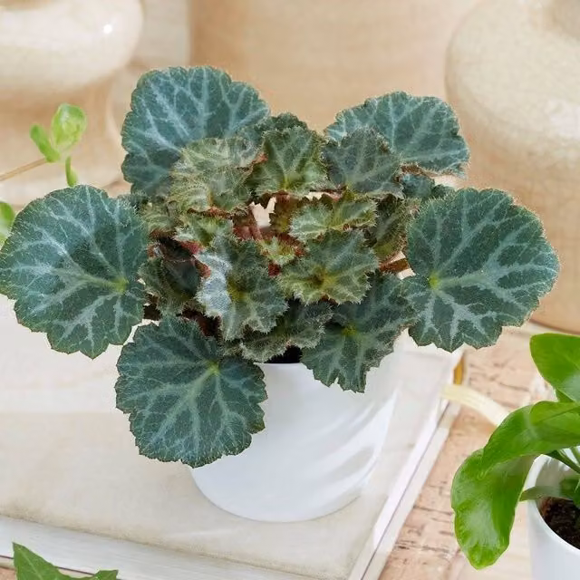 Primrose Saxifraga Mother of Thousands Succulent Plant in a Green Pot, Height: 8 cm