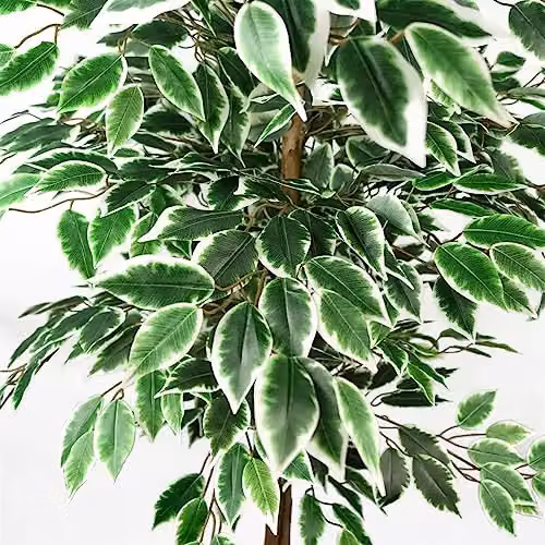 Leaf Artificial Ficus Tree in Green, Height: 150 cm – 3