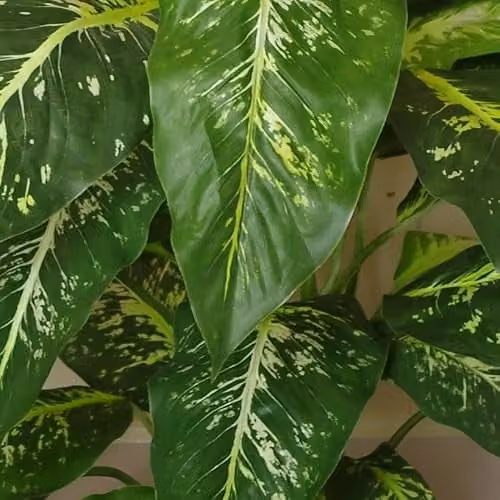 Leaf Design UK Spotted Evergreen Potted Artificial Tabletop Plant, Green – 3