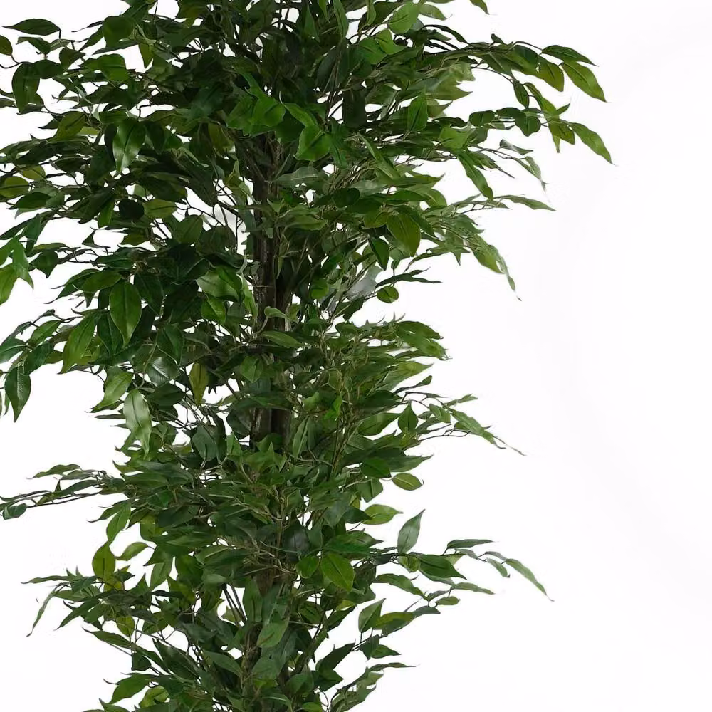 Botanik Green Realistic Premium Artificial Ficus Tree, Height: 180 cm – 3