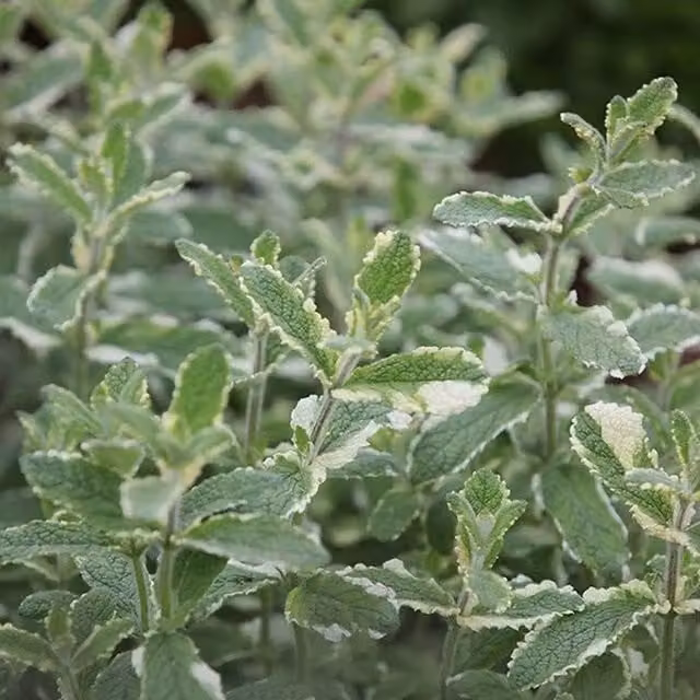Set of 3 Primrose Mentha Suaveolens Variegata Pineapple Mint Herb Garden Bedding Plants in 9cm Pots, Green