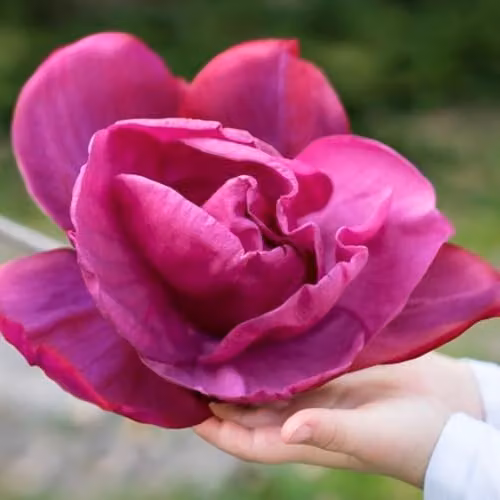 Thompson & Morgan Magnolia Meganolia Hardy Ornamental Shrub with Dark Pink Double Blooms, 2 x 3 Litre Potted Plants