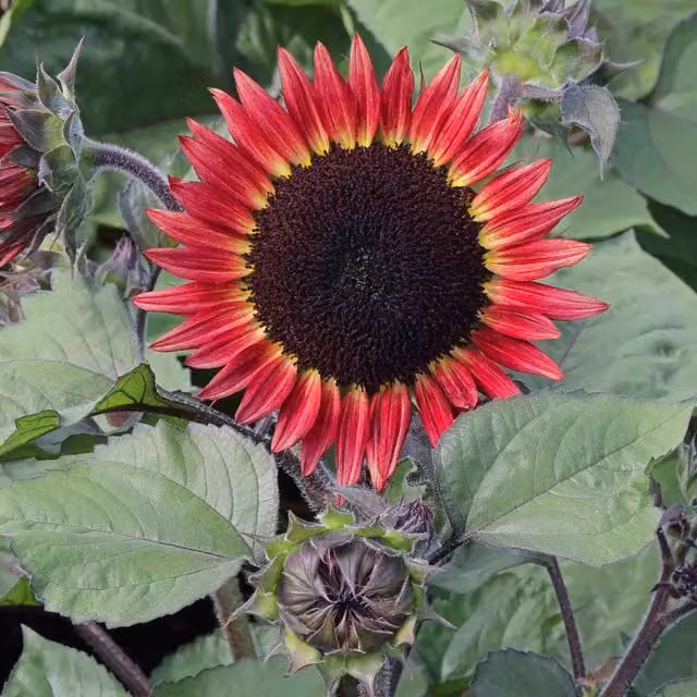 Unwins Desire Red Sunflower Seeds for Ornamental Gardens