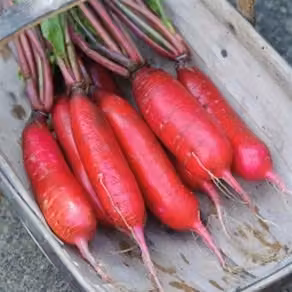 Thompson and Morgan Dragon F1 Hybrid Winter Mooli Radish Seeds, Pink/Red Roots, 60 Seeds
