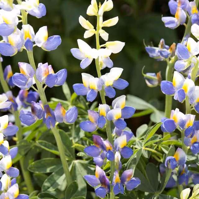 Unwins Blue Javelin Lupin Flower Seeds, Blue, Yellow and White