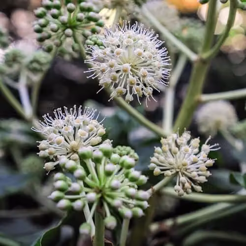 Thompson and Morgan Fatsia Japonica Architectural Evergreen Ornamental Shrub, 3 x 3.5 Litre Pots – 7