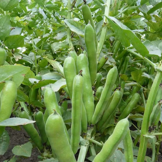 Marshalls Garden Duet Compact Patio Broad Bean Vegetable Seeds, 75 Seeds per Pack
