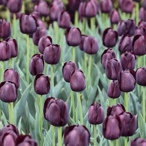 YouGarden Queen of the Night Tulip Bulbs, 30 Bulbs, Deep Purple – 4