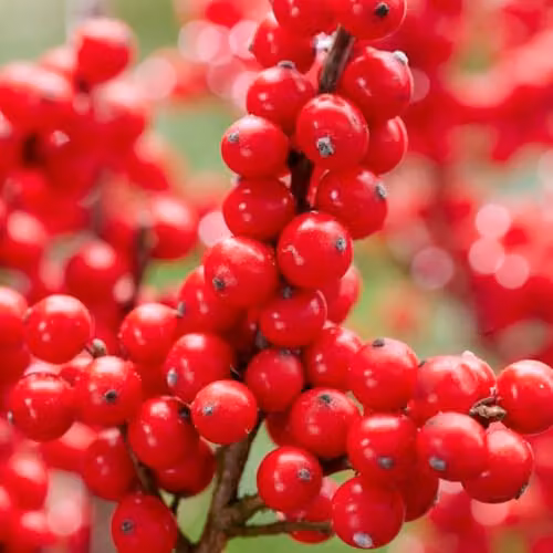 Thompson & Morgan Ilex verticillata Jingle Bells Deciduous Holly Shrub with Red Winter Berries, 2 Litre Pot x2 – 2