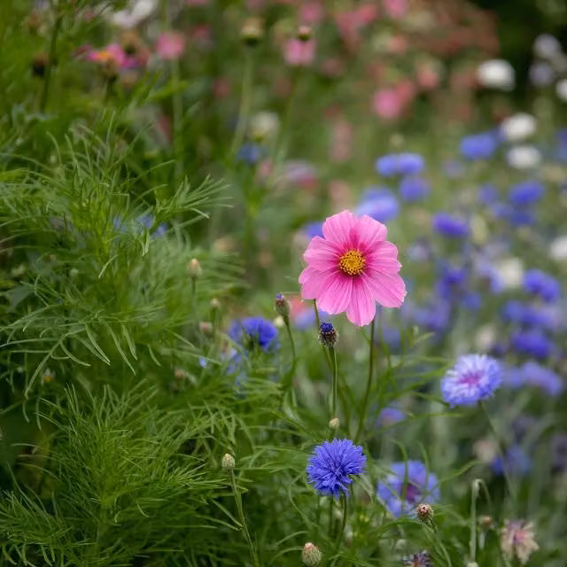 Unwins Gazebo Mix Cosmos Flower Seeds, Multicolour (White, Pink, Red)
