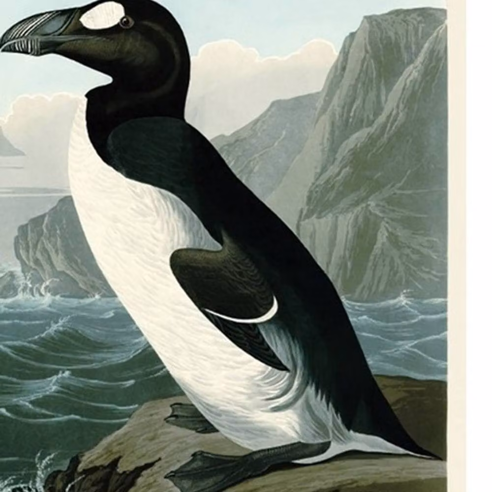 John James Audubon Great Auk Multicolour Paper Poster Illustration – 2