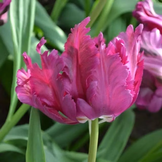 Plants By Post Pack of 15 Deep Purple Tulip Parrot Negrita Bulbs