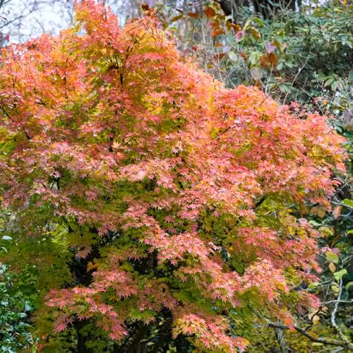 You Garden Japanese Maple Acer palmatum Orange Dream Ornamental Tree, 3L Pot – 2